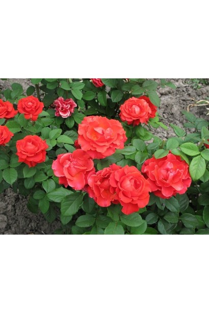 Троянда чайно-гібридна ‘Ельторро’